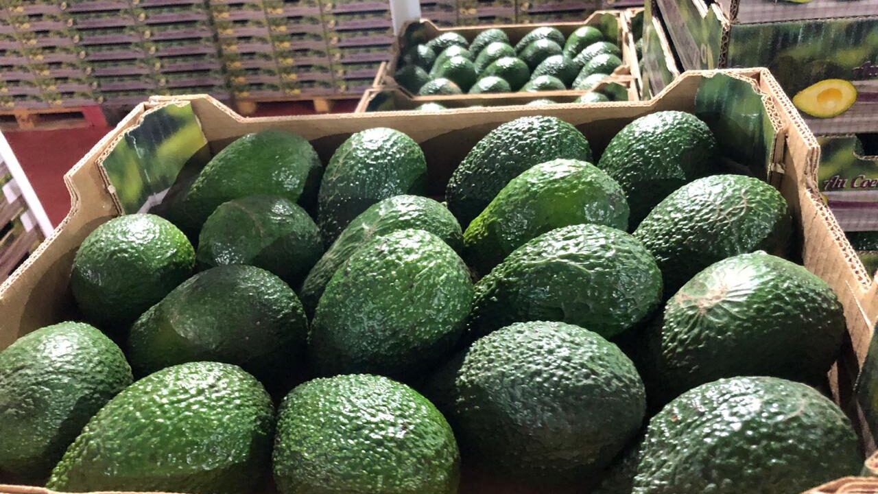 الأمطار في المغرب تعرقل صادرات الأفوكا وتهدد الإمدادات الأوروبية