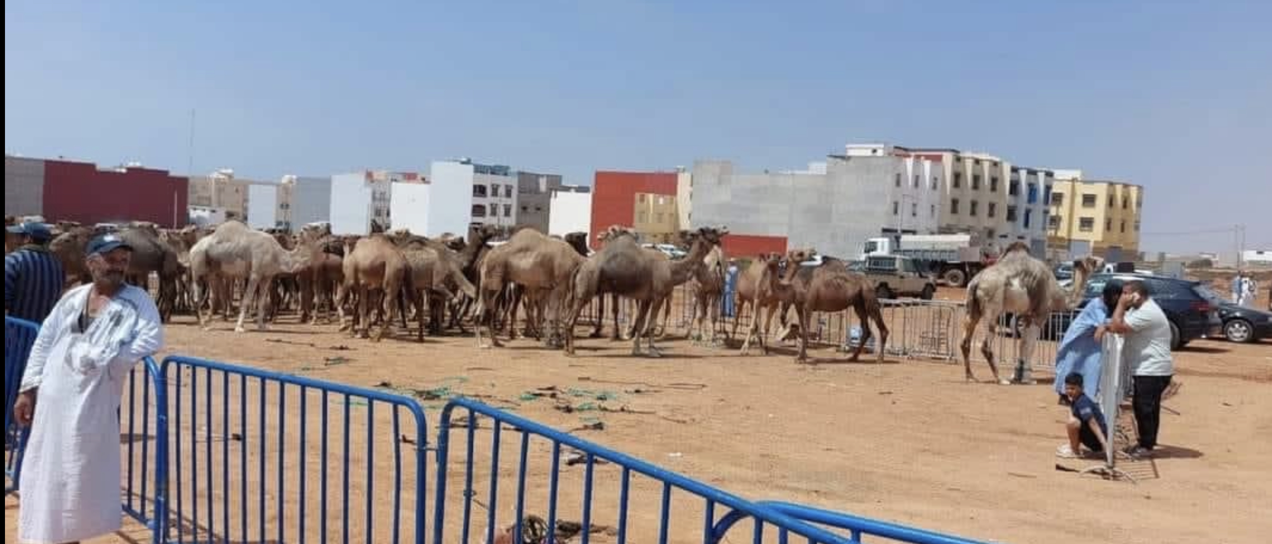 تأخر الدعم يثير استياء مربي الإبل بالأقاليم الجنوبية