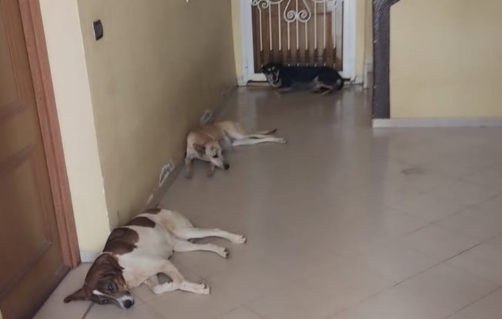 أكادير: الكلاب الضالة “تحتل” مدخل إقامة سكنية بالحي المحمدي وسط استياء الساكنة