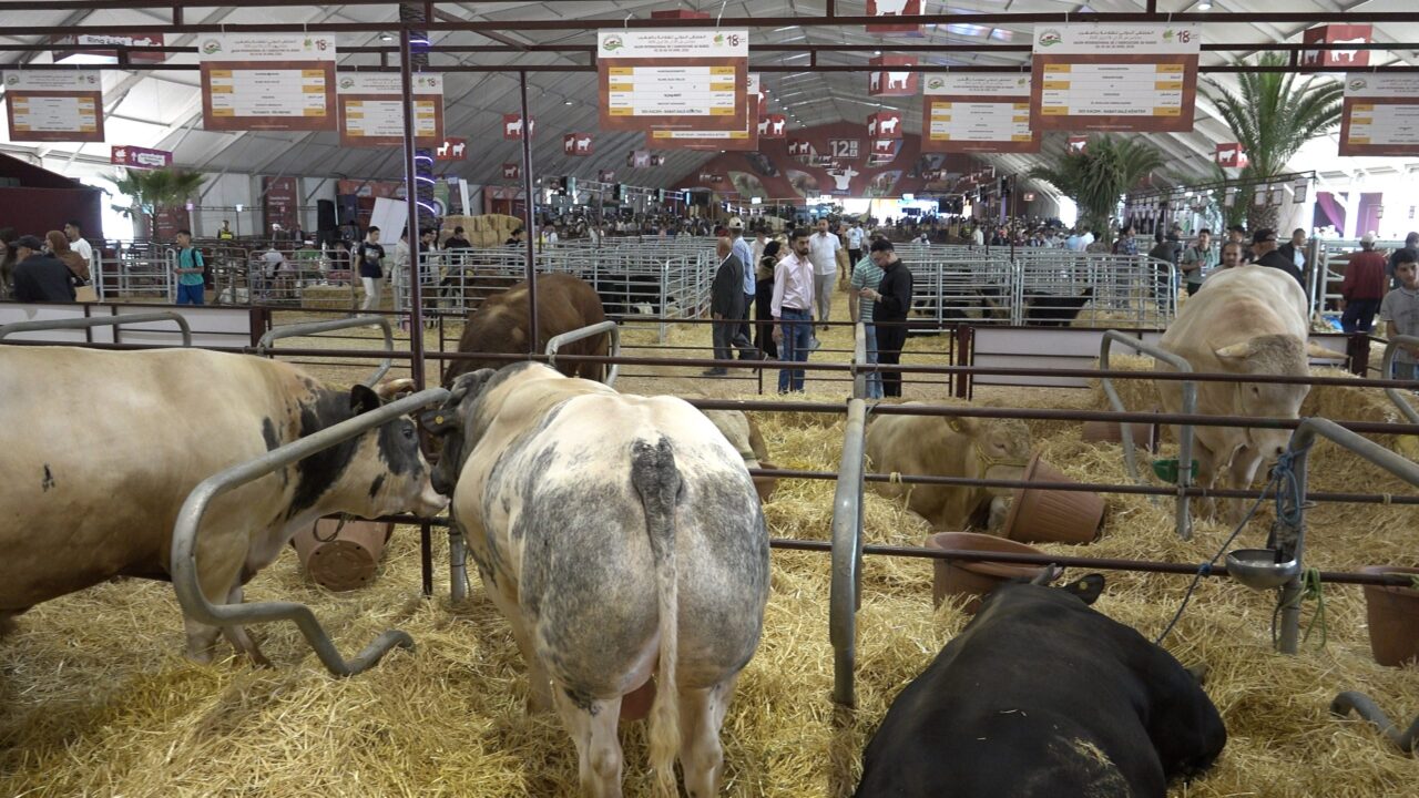 الملتقى الدولي للفلاحة بالمغرب.. الإنتاج الحيواني في صلب الأولويات الفلاحية الوطنية