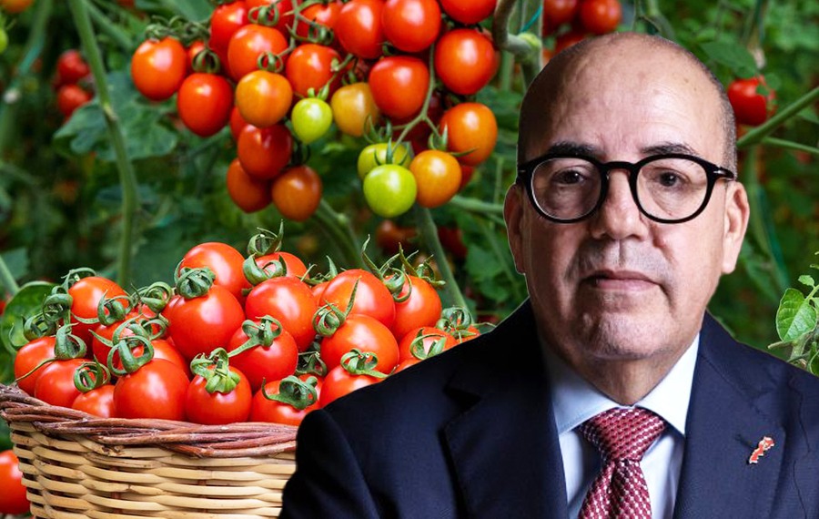 مفارقة الطماطم في المغرب: صادرات قياسية وأسعار ملتهبة داخلياً