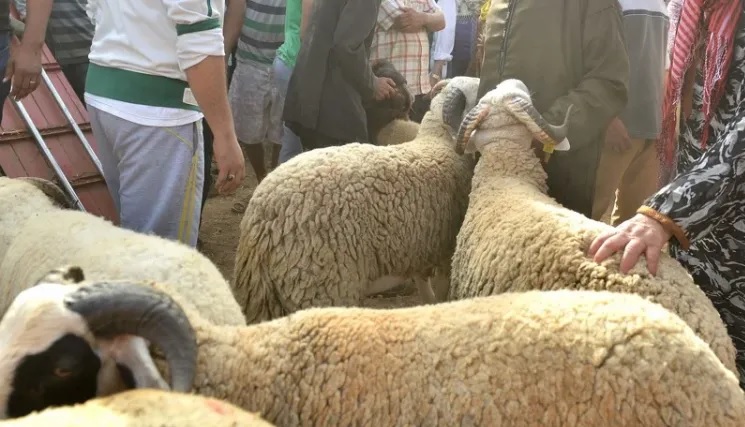 غلاء الأضاحي يقلص مبادرات “حولي العيد” ويزيد معاناة الأسر الهشة