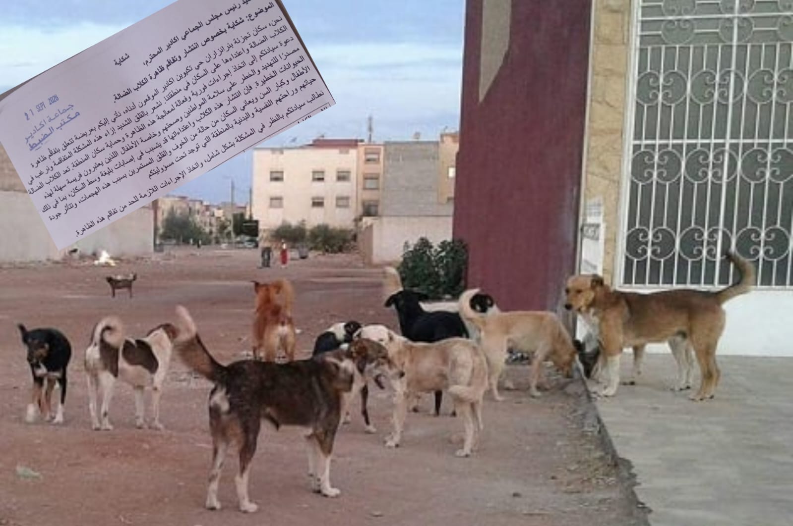 سكان تجزئة بئر أنزاران يرفعون صوتهم ضد زحف الكلاب الضالة ويطرقون باب جماعة أكادير للمرة الثانية.